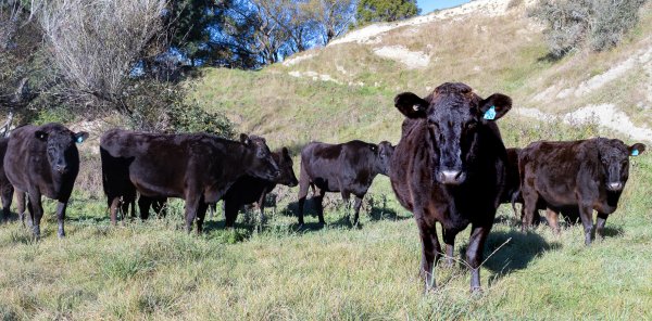 cows cropped